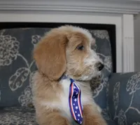 Teddy Bear, a male Bernedoodle for sale in Paris, TX – 6 of 10