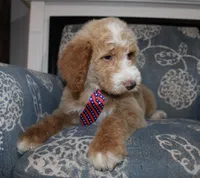 Chess (Hidden Merle), a male Bernedoodle for sale in Paris, TX – 8 of 10