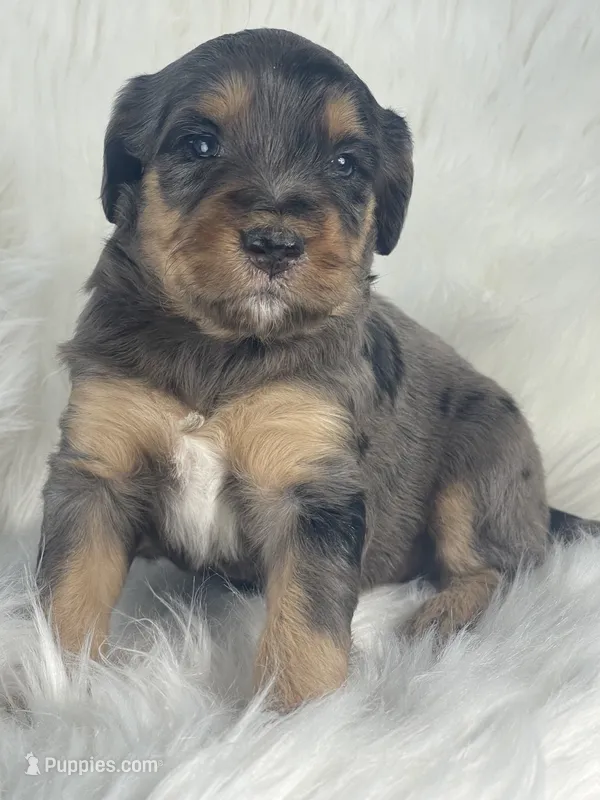 Yahtzee – Bernedoodle puppy for sale in Paris, TX