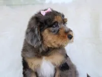 Yahtzee, a female Bernedoodle for sale in Paris, TX – 1 of 5