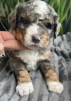 Lapis, a male Miniature Bernedoodle for sale in Paris, TX – 4 of 5