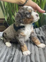 Lapis, a male Miniature Bernedoodle for sale in Paris, TX – 5 of 5