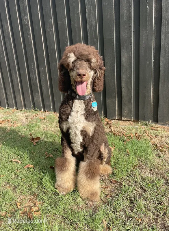 Bruno – Poodle - Multi-Colored Standard puppy for sale in Paris, TX
