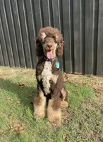Bruno, a male Poodle - Multi-Colored Standard for sale in Paris, TX – 1 of 5