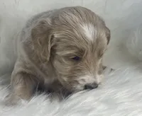 Solitaire, a female Goldendoodle and English Goldendoodle for sale in Paris, TX – 2 of 5