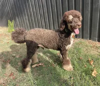 Bruno, a male Poodle - Multi-Colored Standard for sale in Paris, TX – 4 of 5