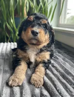 Obsidian, a female Miniature Bernedoodle for sale in Paris, TX – 6 of 7