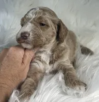 Chess, a male Bernedoodle for sale in Paris, TX – 2 of 5