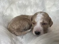 Spades, a male Goldendoodle for sale in Paris, TX – 6 of 6