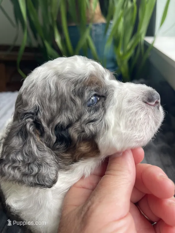Quartz - Blue Eye!!! – Miniature Bernedoodle puppy for sale in Paris, TX