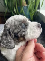 Quartz - Blue Eye!!!, a male Miniature Bernedoodle for sale in Paris, TX – 1 of 7
