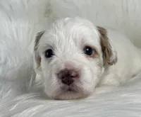 Cotton Candy, a female Miniature Bernedoodle for sale in Paris, TX – 2 of 8