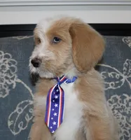 Teddy Bear, a male Goldendoodle and English Goldendoodle for sale in Paris, TX – 3 of 9