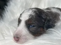 Scrabble, a male Bernedoodle for sale in Paris, TX – 3 of 6