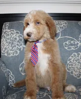 Chess (Hidden Merle), a male Bernedoodle for sale in Paris, TX – 4 of 10