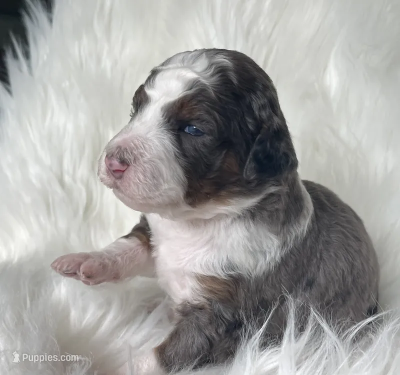 Scrabble – Bernedoodle puppy for sale in Paris, TX