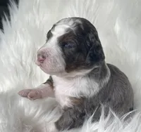 Scrabble, a male Bernedoodle for sale in Paris, TX – 1 of 6
