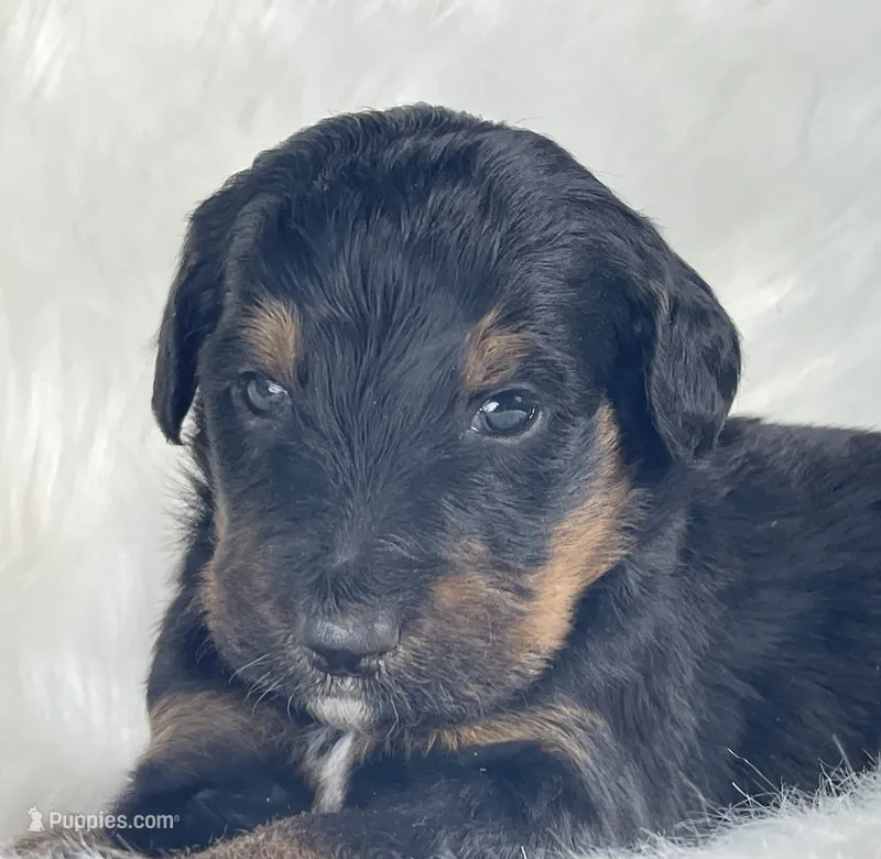 Uno – Bernedoodle puppy for sale in Paris, TX