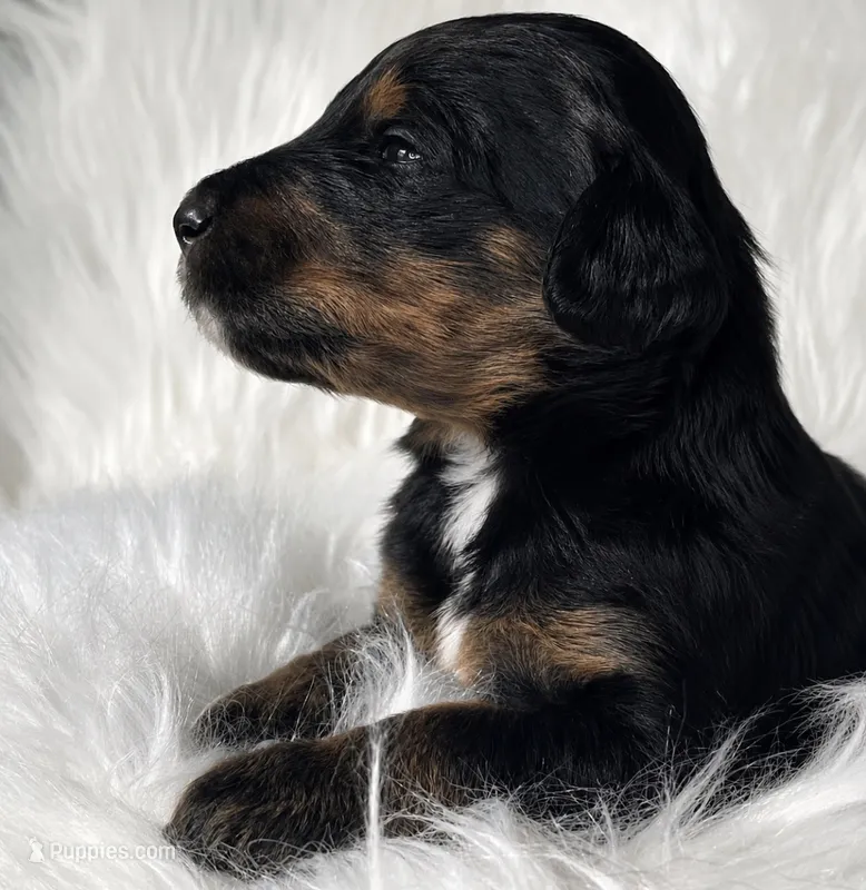 Uno – Bernedoodle puppy for sale in Paris, TX