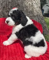 Onyx, a female Miniature Bernedoodle for sale in Paris, TX – 4 of 5