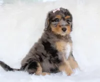 Yahtzee, a female Bernedoodle for sale in Paris, TX – 4 of 5