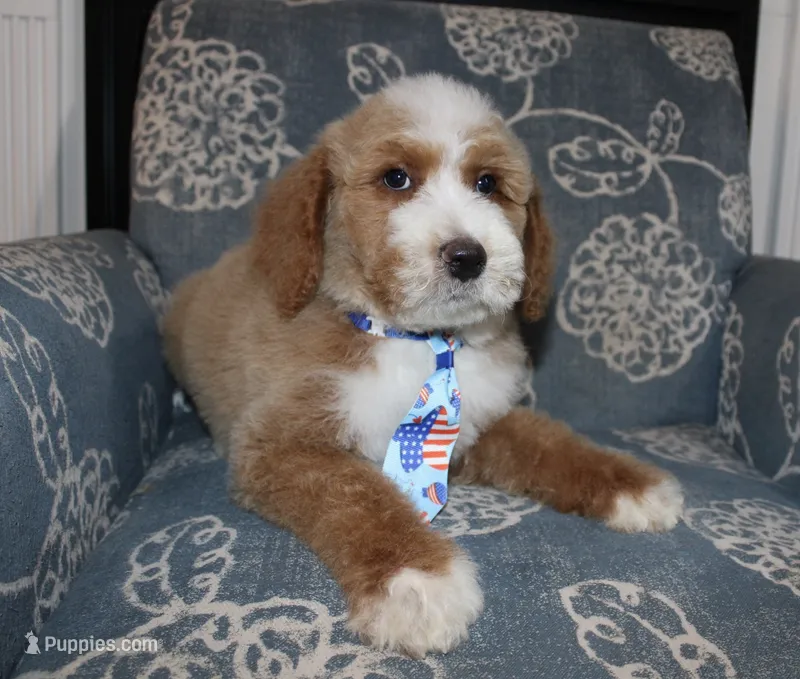 Spades – Bernedoodle puppy for sale in Paris, TX