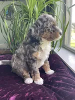 Jasper, a male Miniature Bernedoodle for sale in Paris, TX – 2 of 4