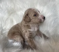 Spades, a male Bernedoodle for sale in Paris, TX – 2 of 6