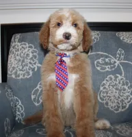 Chess (Hidden Merle), a male Bernedoodle for sale in Paris, TX – 7 of 10