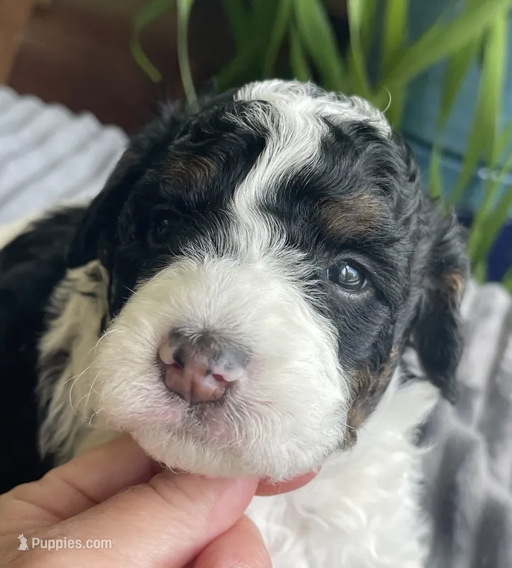 Onyx – Miniature Bernedoodle puppy for sale in Paris, TX