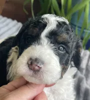 Onyx, a female Miniature Bernedoodle for sale in Paris, TX – 1 of 5