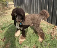 Bruno, a male Poodle - Multi-Colored Standard for sale in Paris, TX – 2 of 5
