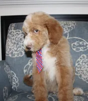 Chess (Hidden Merle), a male Goldendoodle and English Goldendoodle for sale in Paris, TX – 8 of 9