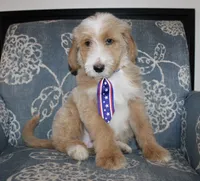 Teddy Bear, a male Bernedoodle for sale in Paris, TX – 5 of 10
