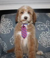 Chess (Hidden Merle), a male Bernedoodle for sale in Paris, TX – 9 of 10