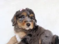 Yahtzee, a female Bernedoodle for sale in Paris, TX – 2 of 5