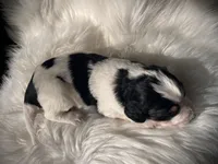 Domino, a male Bernedoodle for sale in Paris, TX – 6 of 6