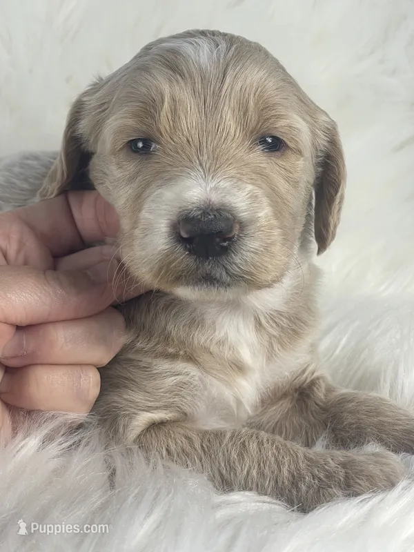 Solitaire – Goldendoodle, English Goldendoodle puppy for sale in Paris, TX