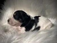 Domino, a male Bernedoodle for sale in Paris, TX – 5 of 6