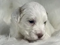 Cotton Candy, a female Miniature Bernedoodle for sale in Paris, TX – 6 of 8