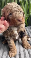 Jade, a male Miniature Bernedoodle for sale in Paris, TX – 3 of 6