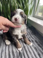 Topaz, a male Miniature Bernedoodle for sale in Paris, TX – 5 of 6