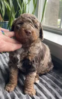 Jade, a male Miniature Bernedoodle for sale in Paris, TX – 2 of 6