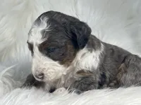 Skip-Bo - Blue Marbled Eye, a male Bernedoodle for sale in Paris, TX – 2 of 6