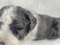 BLUE EYES! Scrabble, a male Bernedoodle for sale in Paris, TX – 7 of 7