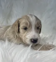 Monopoly , a male Goldendoodle and English Goldendoodle for sale in Paris, TX – 2 of 8