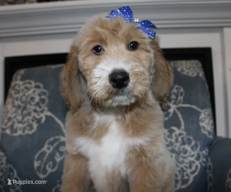 Solitaire – Bernedoodle puppy for sale in Paris, TX