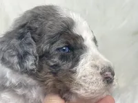BLUE EYES! Scrabble, a male Bernedoodle for sale in Paris, TX – 6 of 7