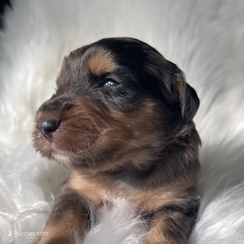 Yahtzee – Bernedoodle puppy for sale in Paris, TX