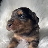 Yahtzee, a female Bernedoodle for sale in Paris, TX – 1 of 6